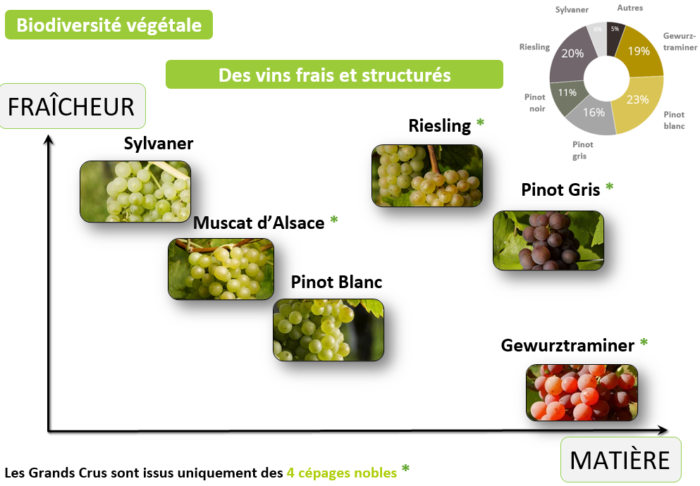 Vin d'Alsace : cépages