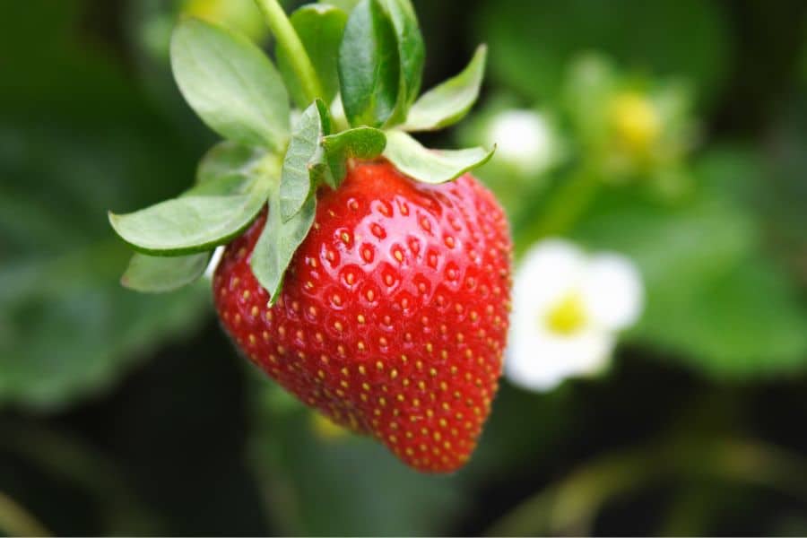 Gros plan sur une fraise et sur ses Akènes