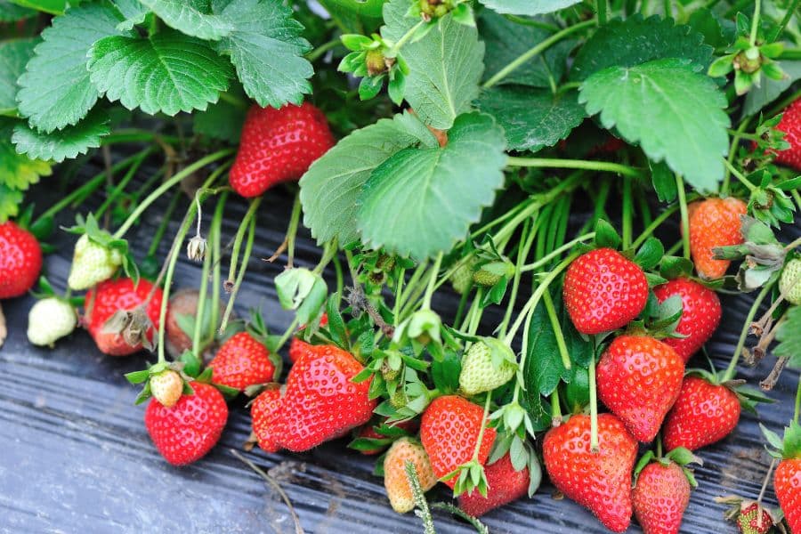 Plants de fraise d'Alsace