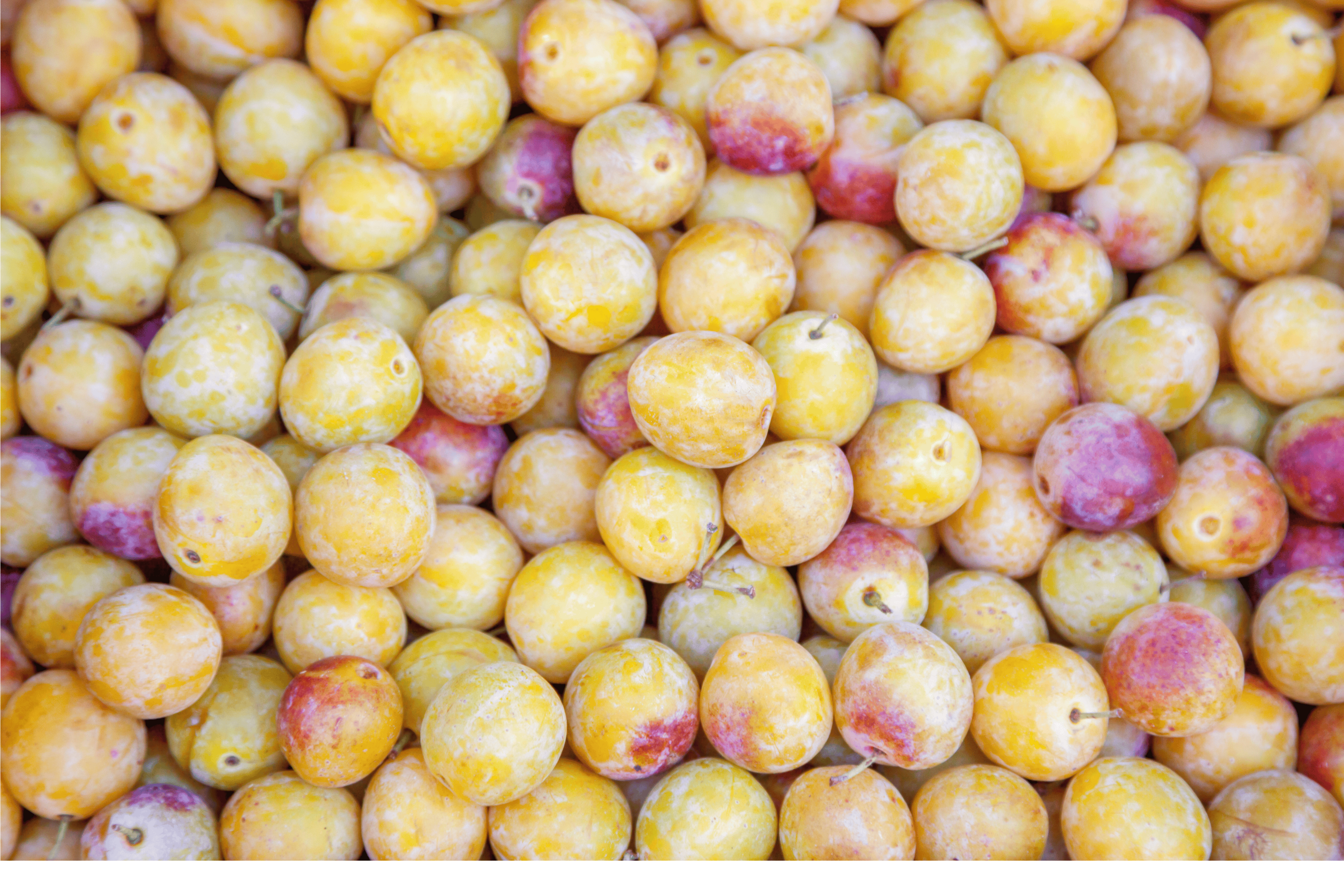 Gros plan de mirabelles jaunes et rouges mûres