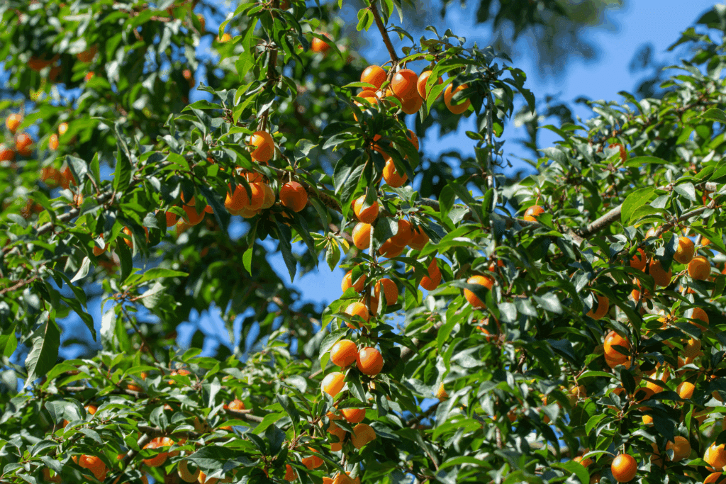 Mirabelles mûres sur un arbre au soleil